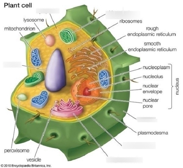 Plant Cell Diagram Smooth Endoplasmic Reticulum AflamNeeeak