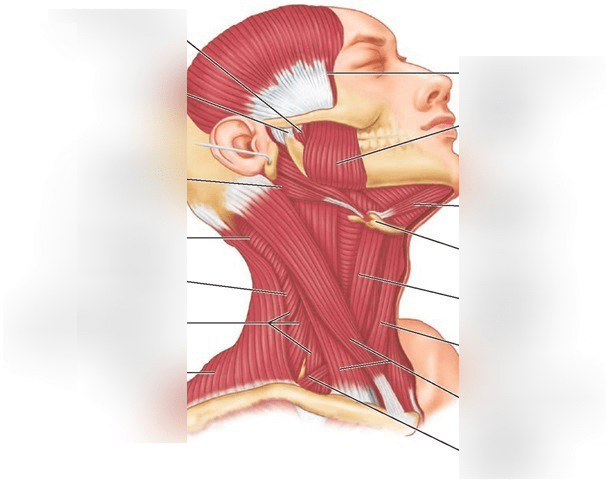 Neck Diagram | Quizlet