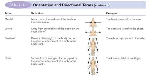 Medial Definition Anatomy Anatomy Drawing Diagram