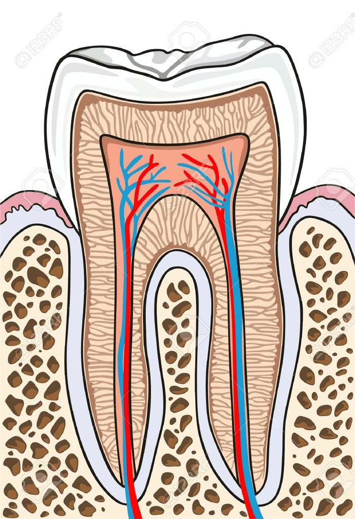 Dental Diagram Quizlet