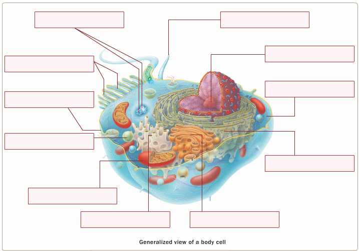 chapter 2 biomolecules Diagram Quizlet
