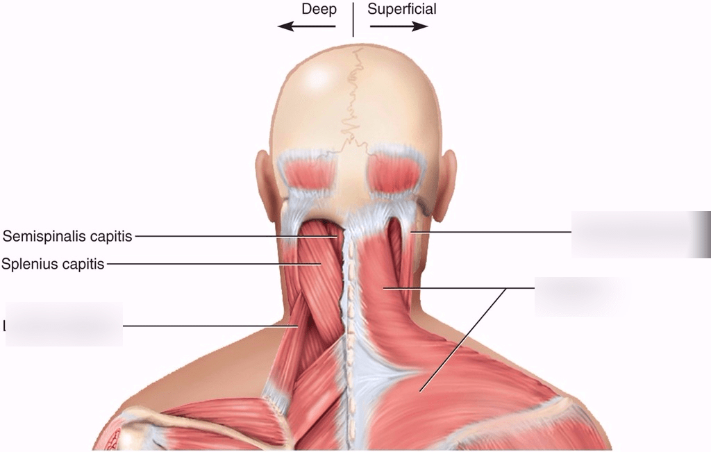 Head and neck anatomy: Structures…