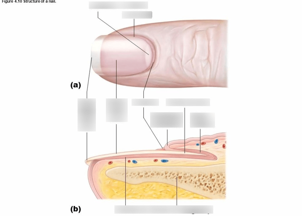 Nail Anatomy Diagram | Quizlet