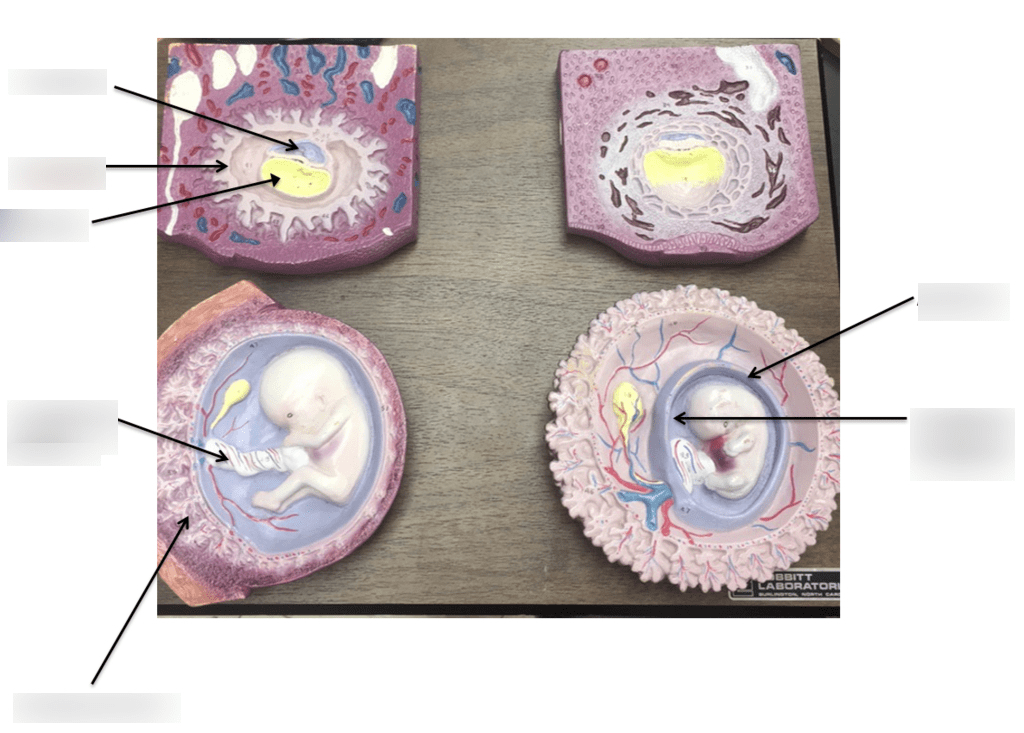 development diagram Diagram | Quizlet