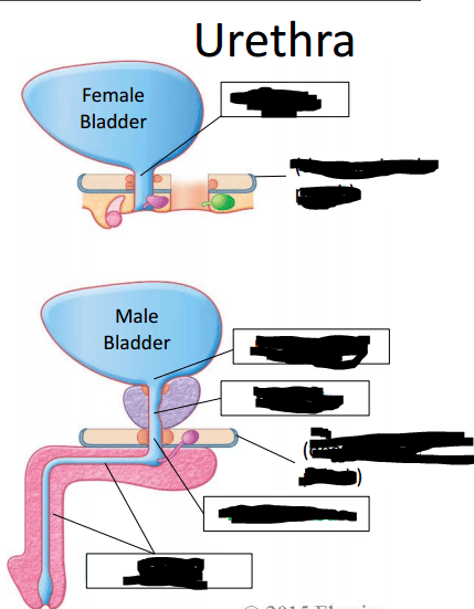 GU Anatomy Lecture 2 Urethra Diagram Quizlet