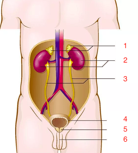 Figure 1-2 Male Urinary Tract Diagram | Quizlet