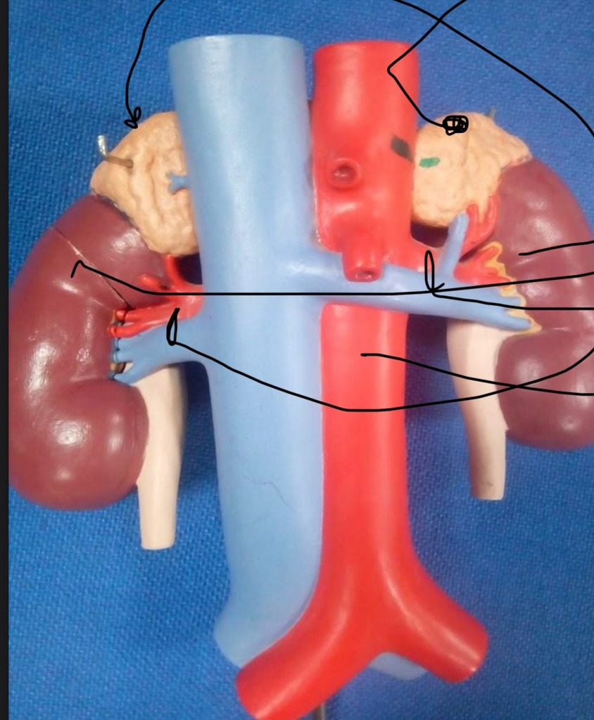 renal Diagram | Quizlet