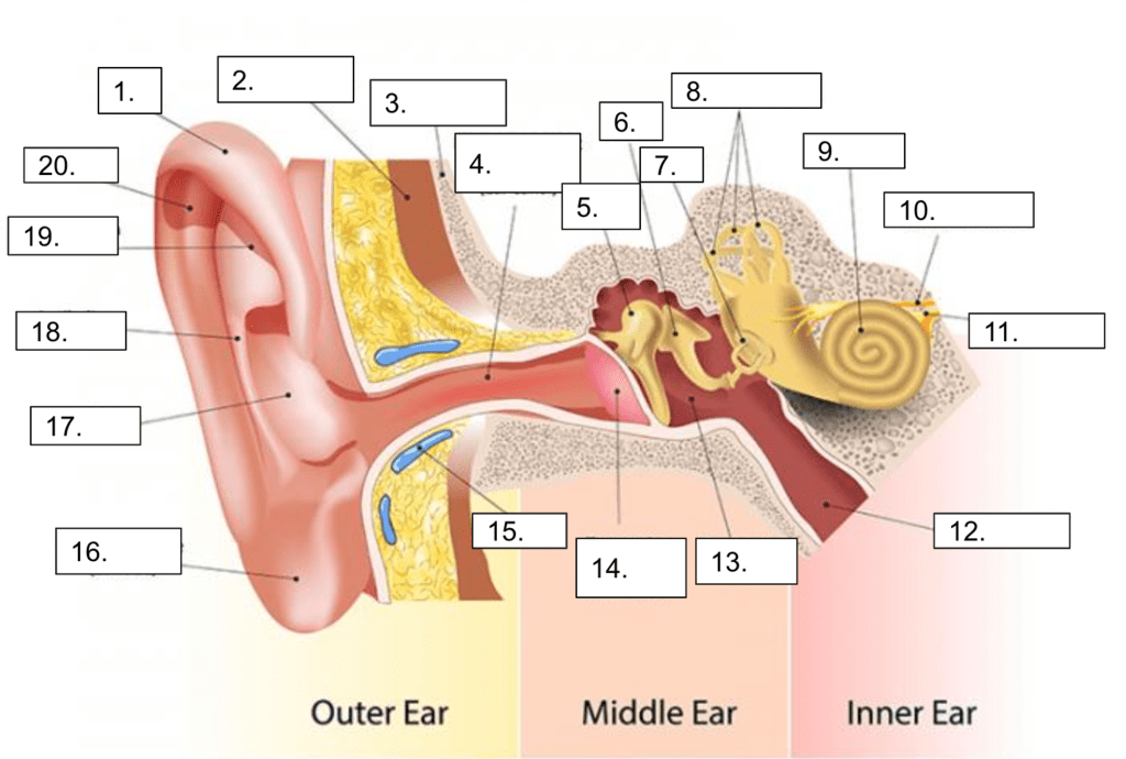 anatomy of ear Diagram Quizlet