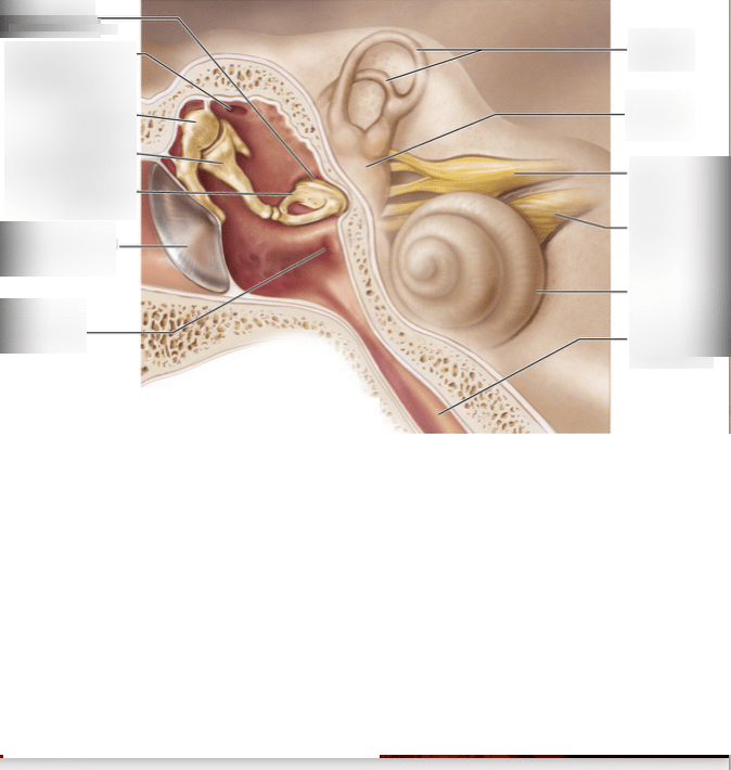 AP1 Ear Diagram 3 Diagram | Quizlet