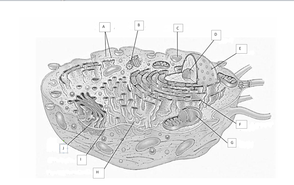 Cell Anatomy Diagram Quizlet