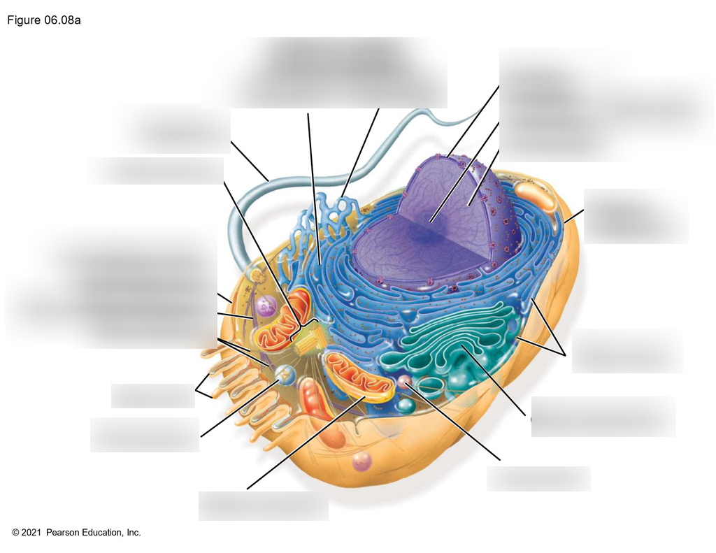 AP Bio Animal Cell Diagram | Quizlet