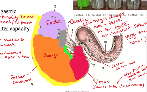 Equine digestive system Flashcards | Quizlet