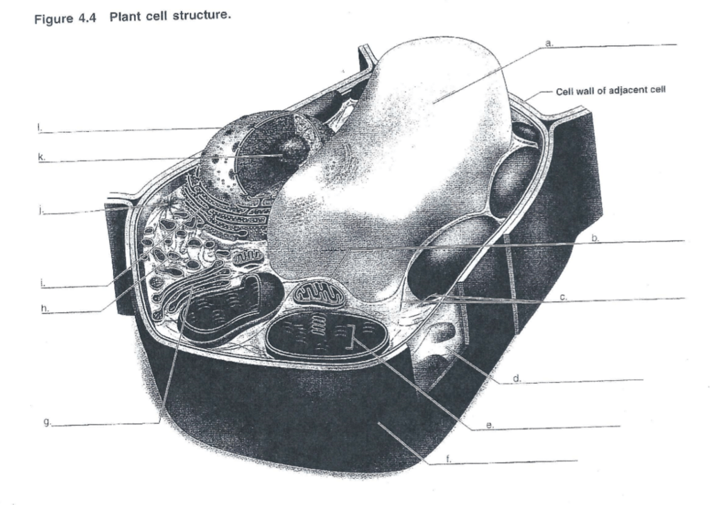 plant cell diagram Diagram | Quizlet