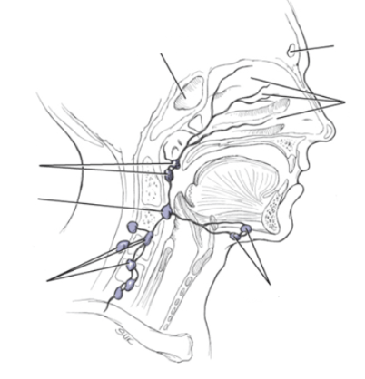 lymphatics - neck pt 2 Diagram | Quizlet