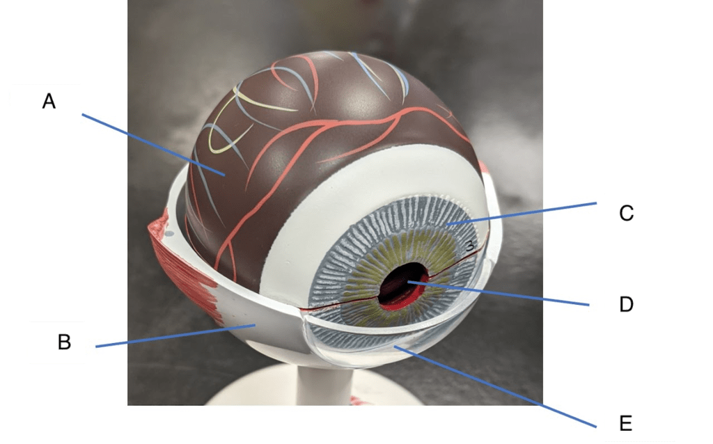 28 eye Diagram Quizlet