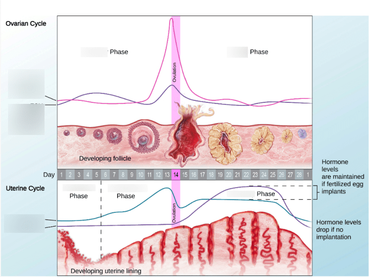 Female hormone diagram Diagram Quizlet
