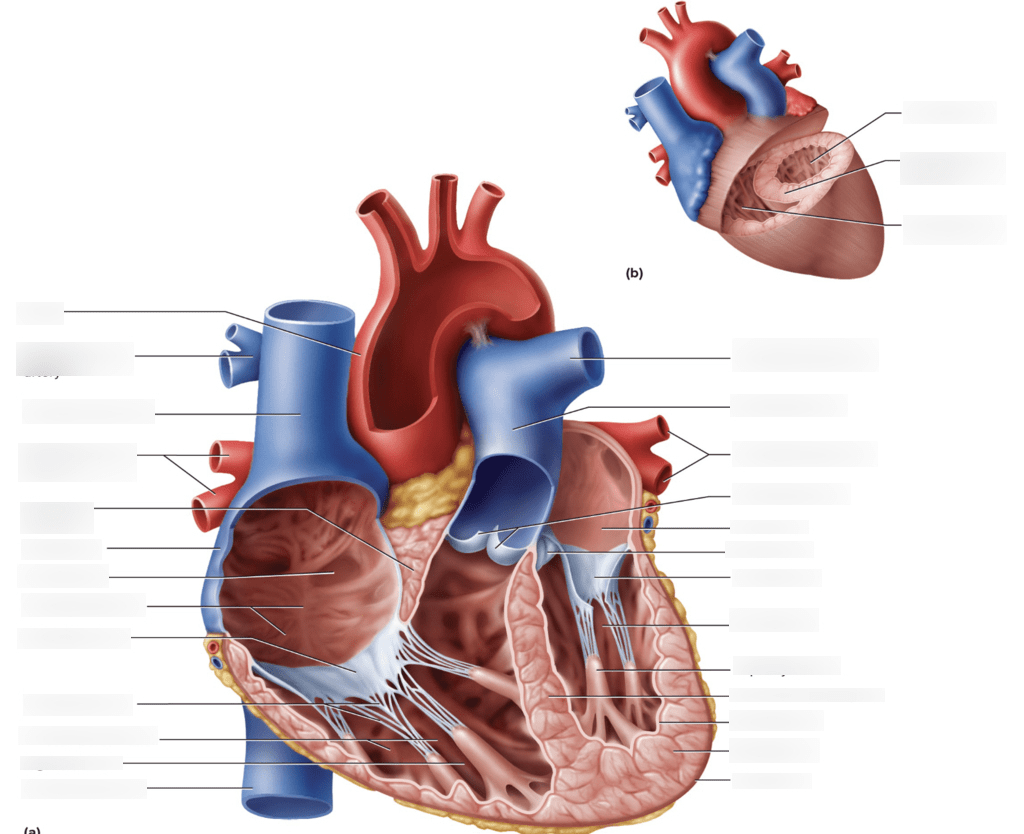 Heart Diagram Diagram | Quizlet