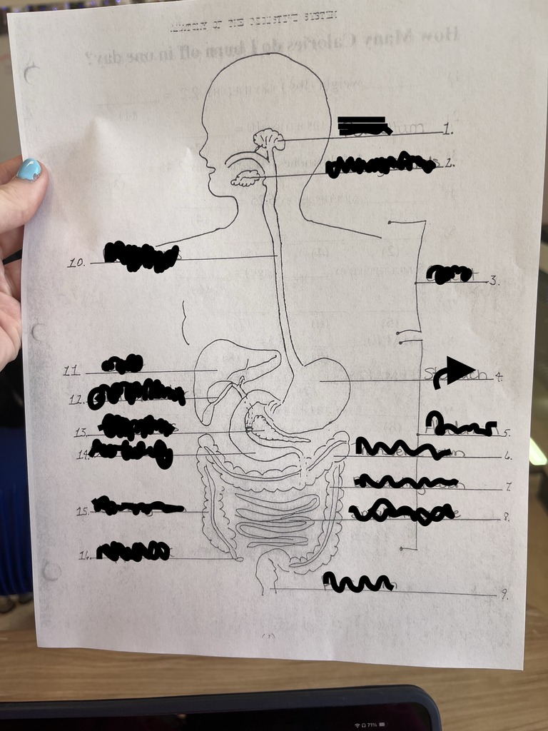 Digestive System Diagram Diagram | Quizlet