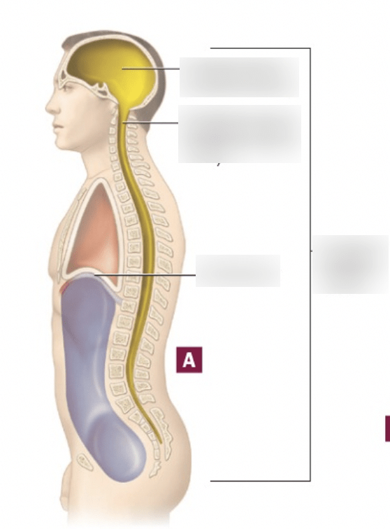 Dorsal cavity Diagram | Quizlet