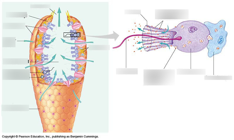 Study Guide 5: Sponges and Cnidarians Diagram | Quizlet
