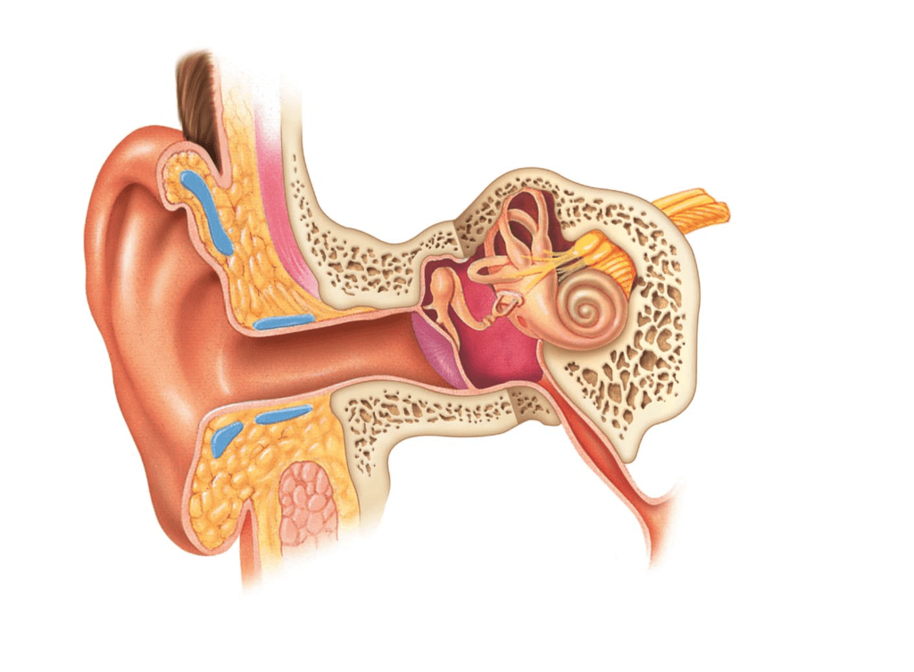 Anatomy Ear Quiz Diagram | Quizlet