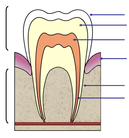 teeth Diagram | Quizlet