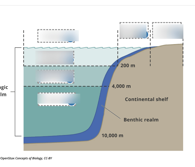 Ocean diagram Diagram | Quizlet