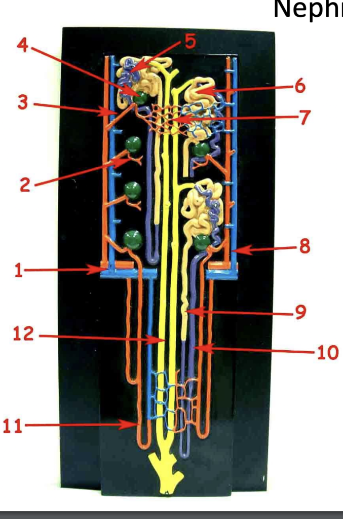 nephron Diagram | Quizlet
