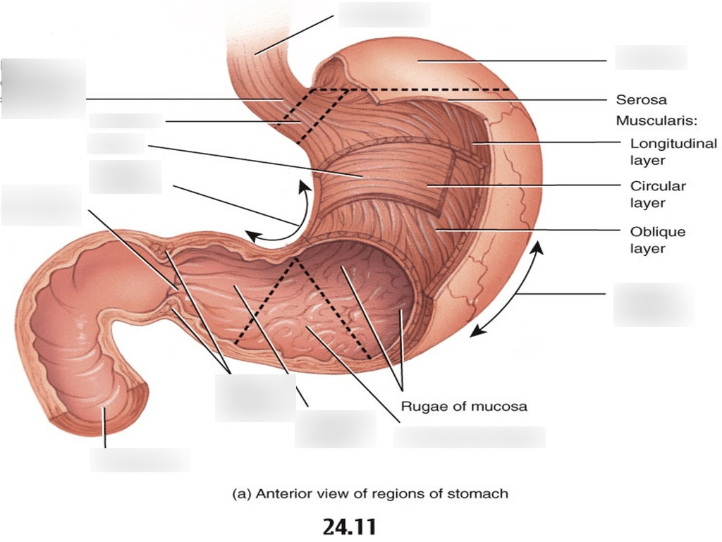 Case Study One - Digestive Diagram | Quizlet