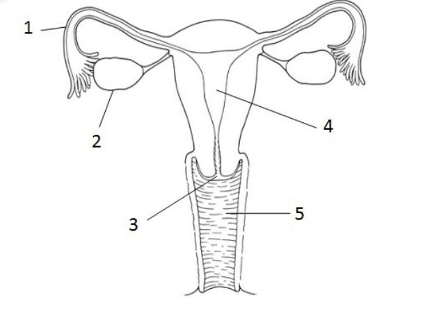 Female Reproductive System/Menstrual Cycle Quiz Diagram | Quizlet