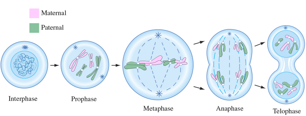 Mitosis Diagram | Quizlet