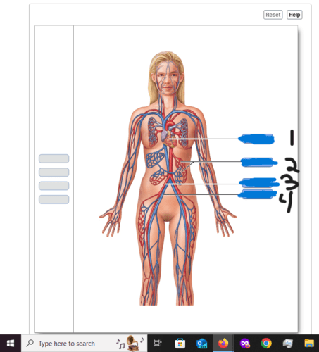 Chapter 17 Cardiovascular System Pearson Flashcards | Quizlet