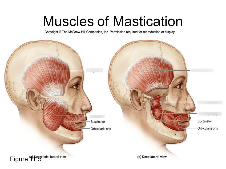 Muscles of Mastication Diagram | Quizlet