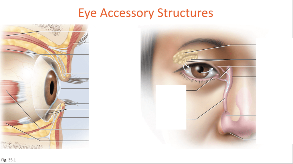 accessory structures of the eye Diagram | Quizlet