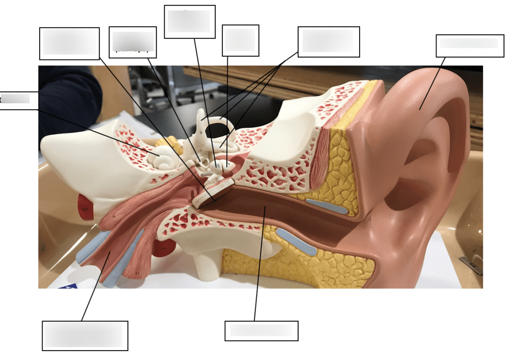 Ear model A&P Exam 3 Diagram Quizlet