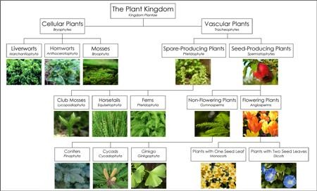 Science 6 Chapter 6 - Plant Classification Diagram | Quizlet