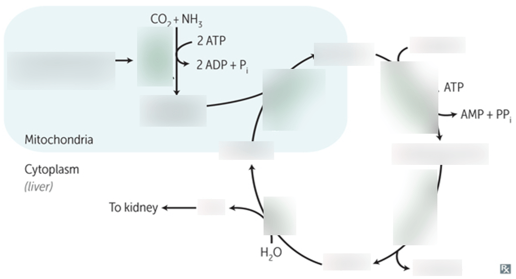 Urea Cycle - Jan 14 - Dr K Diagram | Quizlet