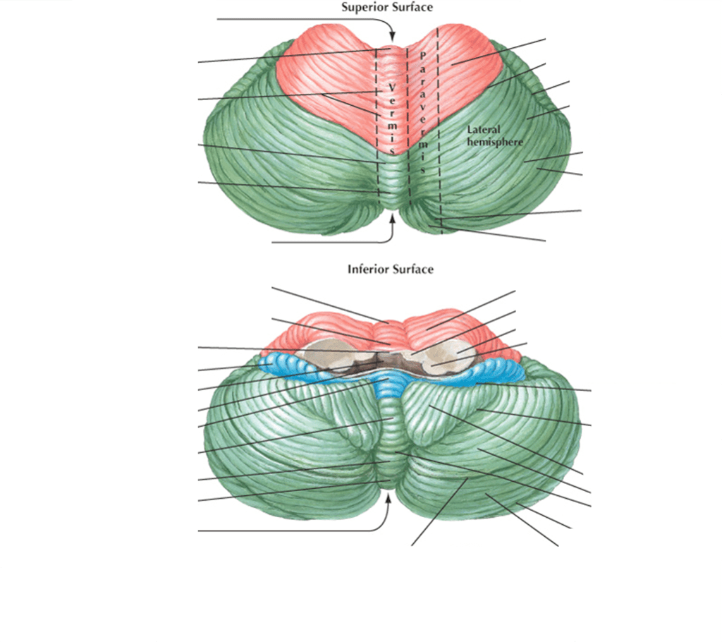 cerebellum anatomy Diagram Quizlet