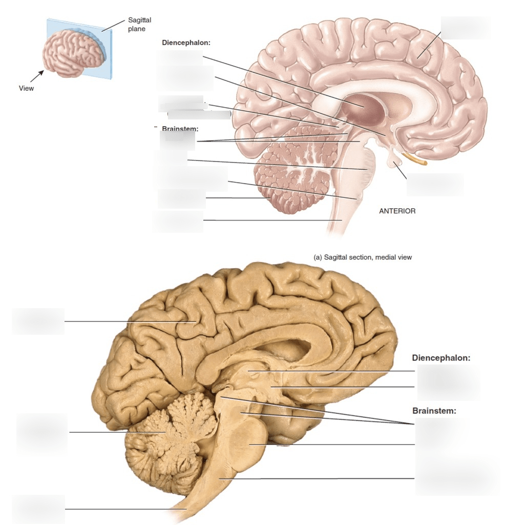 the brain Diagram | Quizlet
