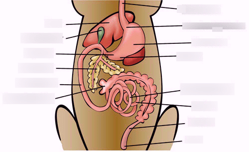 CFCC canine digestive system Diagram | Quizlet