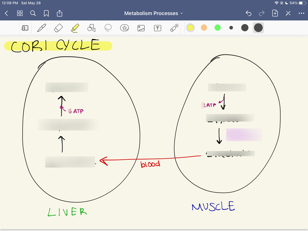 cori cycle Diagram | Quizlet