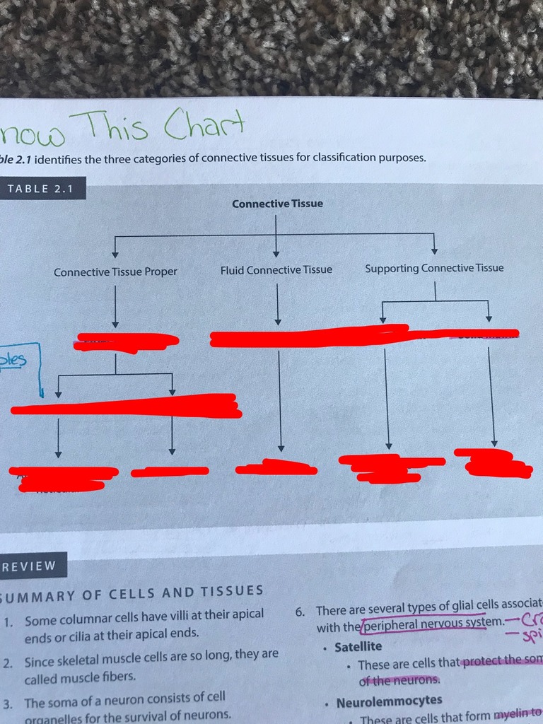 connective tissue chart Diagram | Quizlet