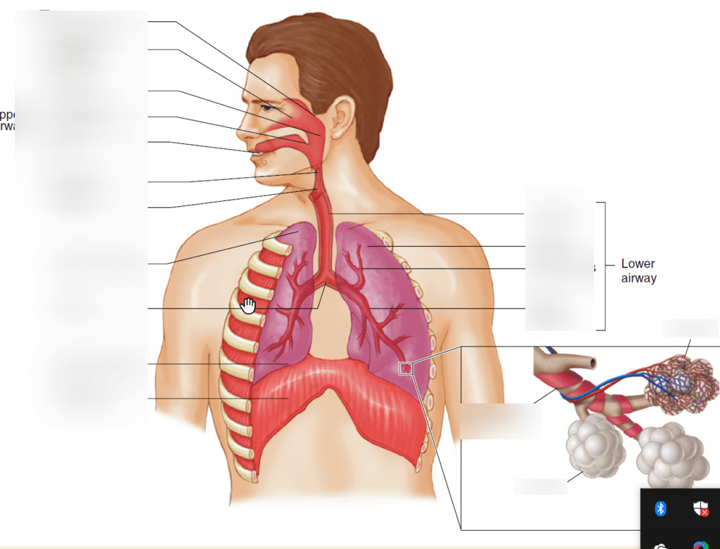 Airway Diagram Quizlet