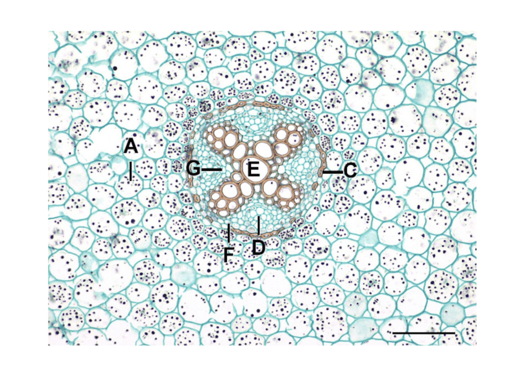 dicot root Diagram | Quizlet