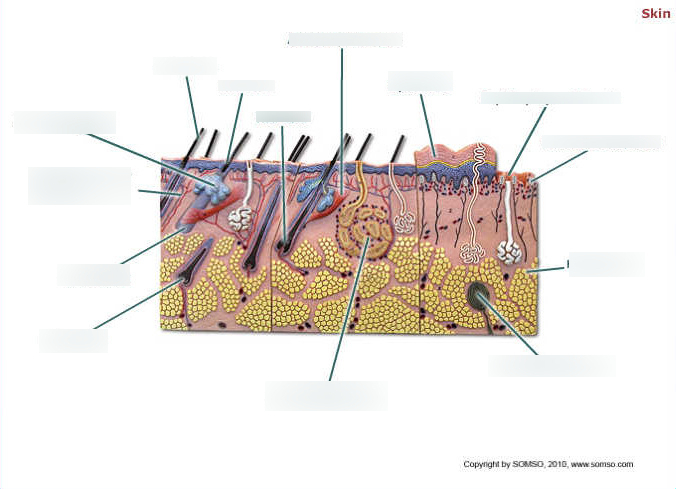skin diagram Diagram | Quizlet