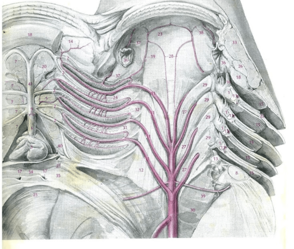 Shark Blood Vessels Diagram | Quizlet