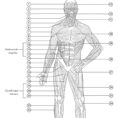 Muscular System Diagram- Anterior View Diagram | Quizlet