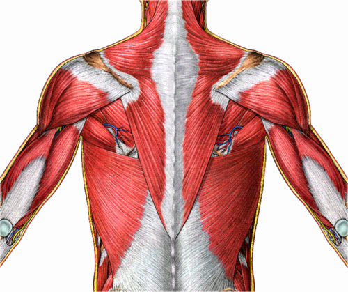 Anatomy superficial, deep back flashcards Quizlet