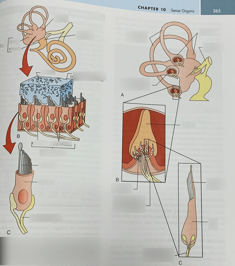 A&P-Ear pic-Equilibrium Diagram | Quizlet