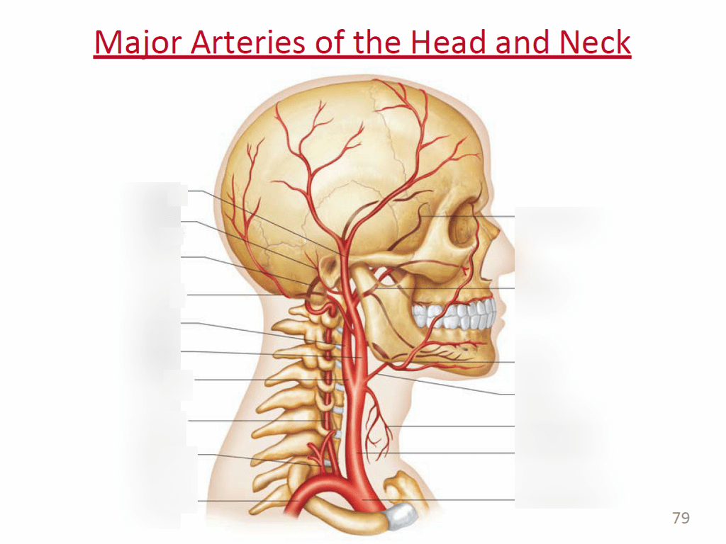 Major Arteries of the Head and Neck Part 2 Diagram Quizlet